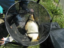 KUP SVETA ANA I KUP-LIGA ZŠRDUB JEZERO PLAVNICA ŠRD „PLAVNICA“ S. PLAVNICE ODRŽANI 30. SRPNJA 2017.