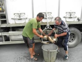 Poribljavanje 6. rujna 2017. godine