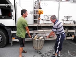 Poribljavanje 6. rujna 2017. godine