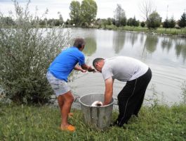 Poribljavanje 6. rujna 2017. godine