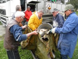 Poribljavanje 27. rujna 2017. godine