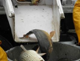 Poribljavanje 4. travnja 2018. godine