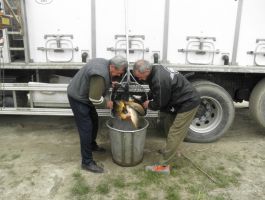 Poribljavanje 4. travnja 2018. godine