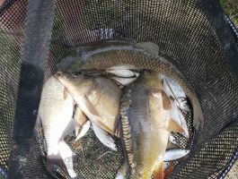 Natjecanja, ribolov i proslava 1. svibnja 2018. godine