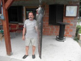 Ulovljen som težine 32 kilograma na jezeru Lug ŠRD “Bjelovacka” T. Markovac 15. srpnja 2018. godine,