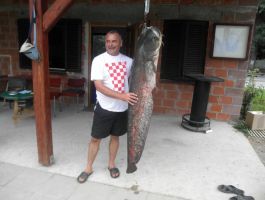 Ulovljen som težine 32 kilograma na jezeru Lug ŠRD “Bjelovacka” T. Markovac 15. srpnja 2018. godine,