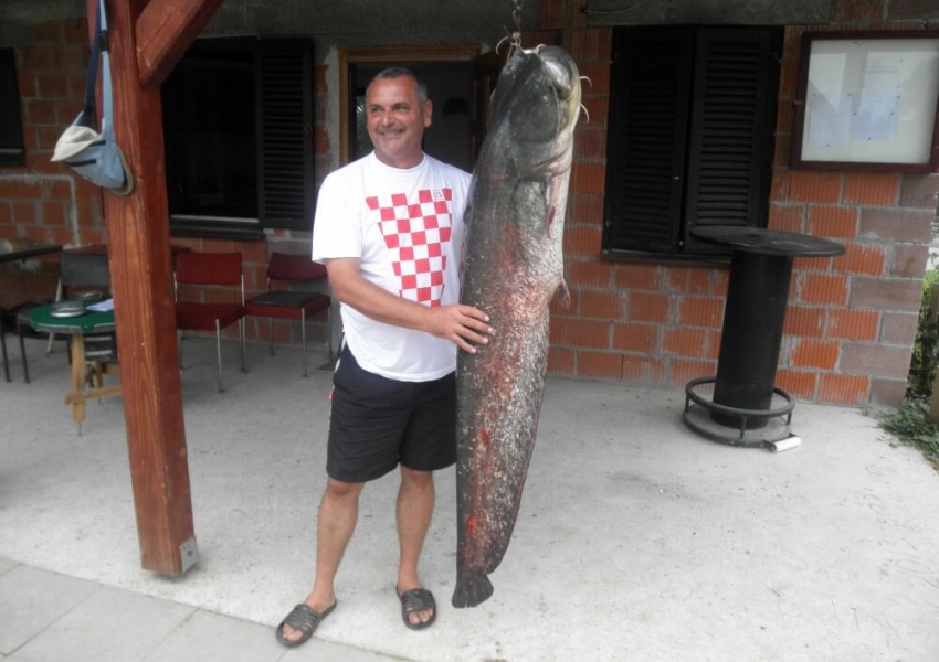 Ulovljen som težine 32 kilograma na jezeru Lug ŠRD “Bjelovacka” T. Markovac 15. srpnja 2018. godine,