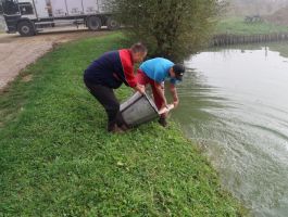 Poribljavanje jezera ZŠRDUB s ribom amur 26. listopada 2019. godine